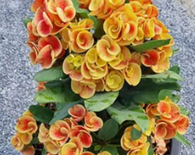Cham Chan OR Sunday Morning OR Golden Crown Thai Hybrid Crown of Thorns / Corona de Cristo