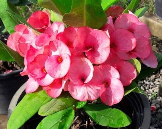 My Valentine Thai Hybrid Crown of Thorns / Corona de Cristo