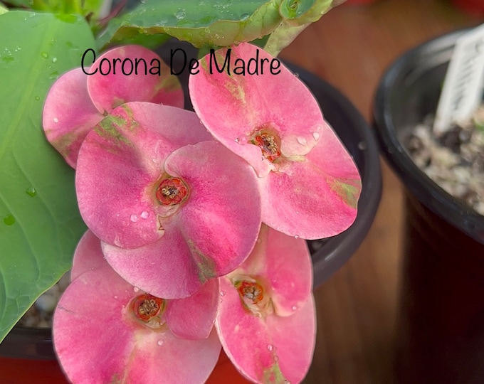Million Flowers Thai Hybrid Crown of Thorns / Corona de Cristo