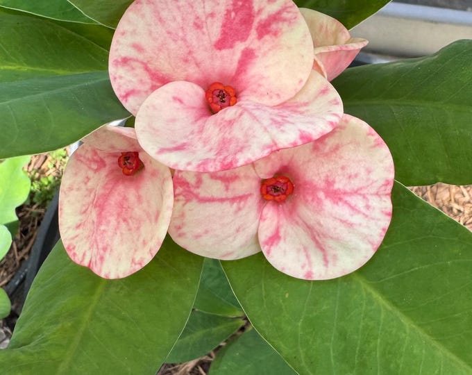 Strawberry Ice Thai Hybrid Crown of Thorns / Corona de Cristo