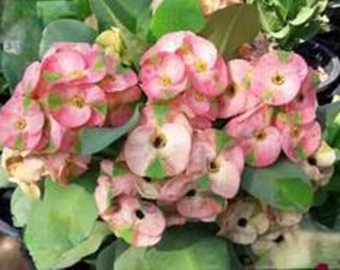 Mee Suk Thai Hybrid Crown of Thorns / Corona de Cristo