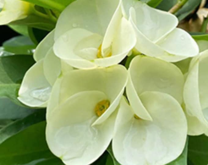 White Jasmine Thai Hybrid of Thorns / Corona de Cristo
