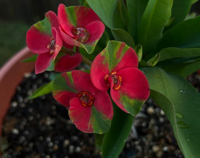 Red Millionaire OR Maha Sedthee OR Sandia Thai Hybrid Crown of Thorns / Corona de Cristo