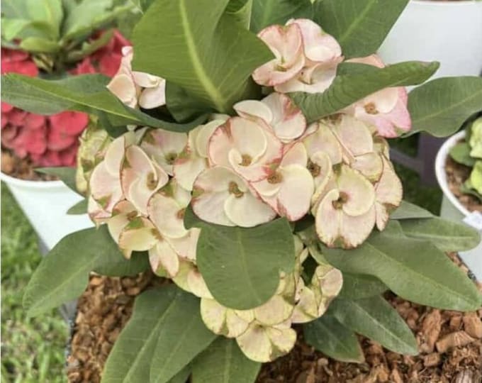 Lunar Thai Hybrid Crown of Thorns / Corona de Cristo