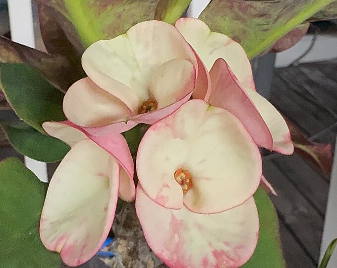 Strawberry Cheesecake Thai Hybrid Crown of Thorns / Corona de Cristo
