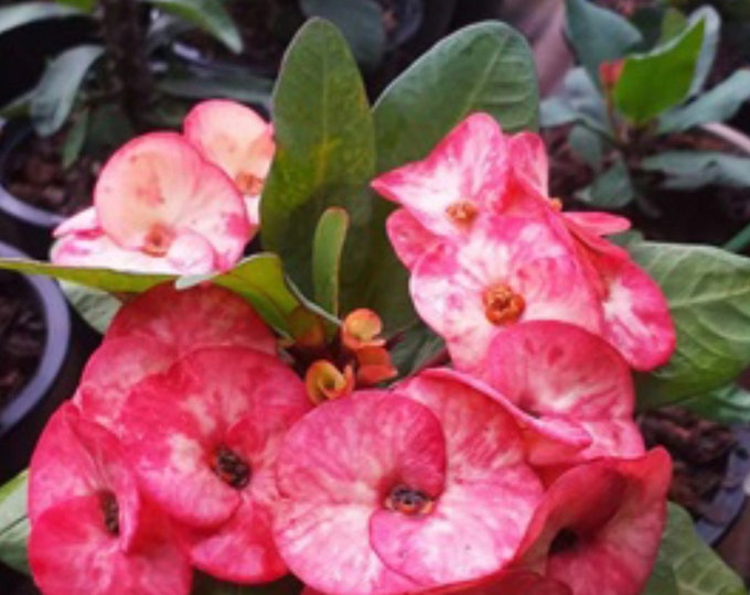 Rising Sun Thai Hybrid Crown of Thorns / Corona de Cristo