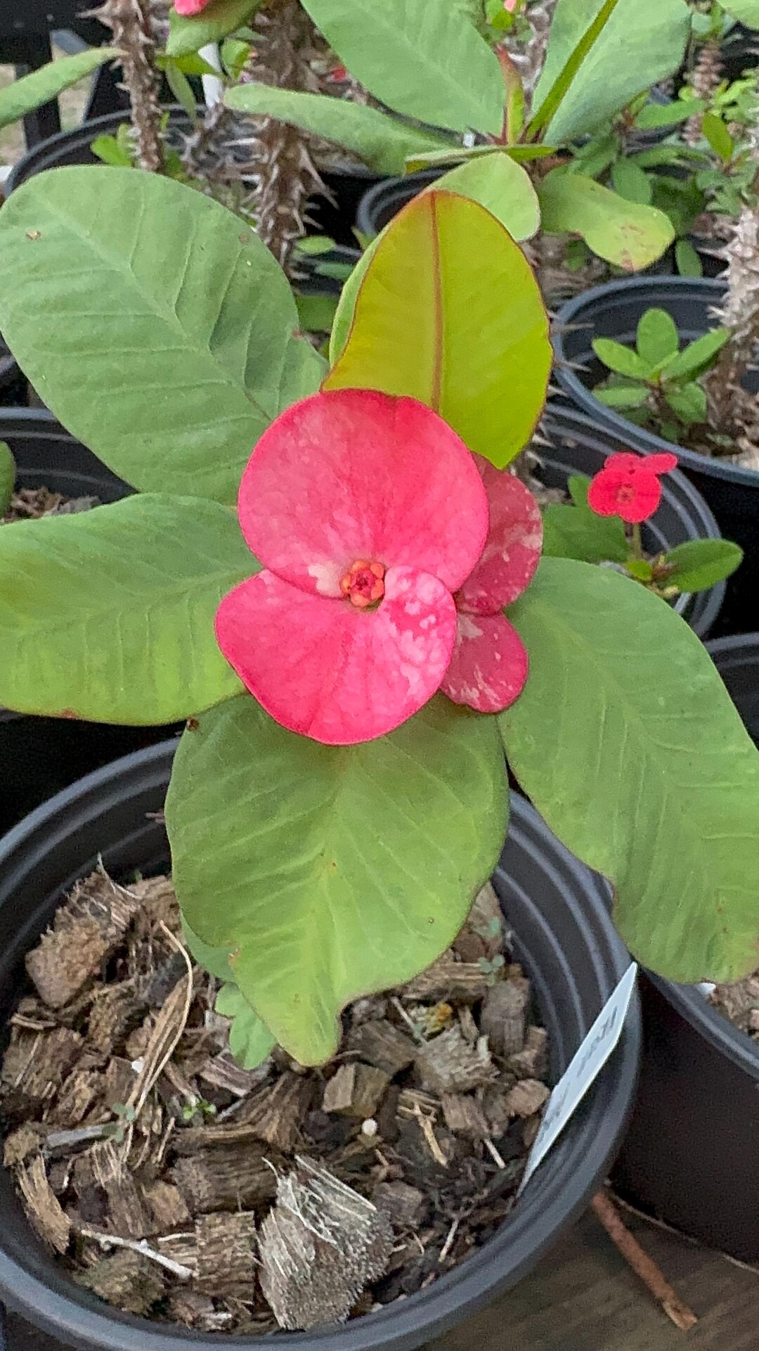 フラワーカービング祭り♡フロスト加工.フラワーカービングのクリスタルクオーツ② Vasan Pink Thai Hybrid Crown of Thorns / Corona De Cristo - Etsy
