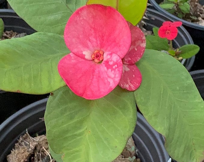 Vasan Pink Thai Hybrid Crown of Thorns / Corona de Cristo