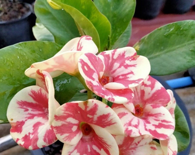 Arisar Thai Hybrid Crown of Thorns / Corona de Cristo
