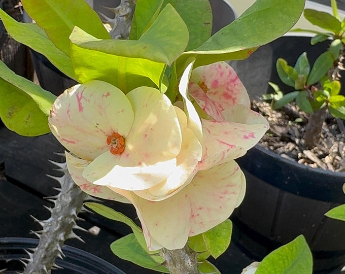 Yogurt or Orchids Euphorbia Thai Hybrid of Thorns / Corona de Cristo
