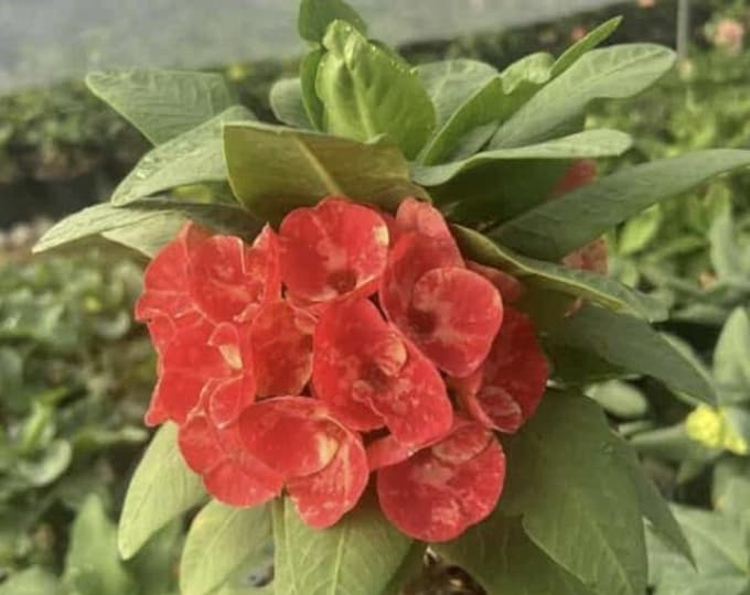 Phoenix Thai Hybrid Crown of Thorns / Corona de Cristo