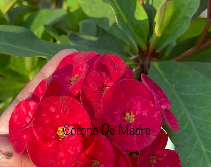 Jaspeada (Red Specks) Thai Hybrid Crown of Thorns / Corona de Cristo