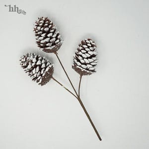 May include: Three white-tipped brown pine cones on a twig stem. The pine cones are arranged in a cluster, with the largest cone at the top and the two smaller cones below it.