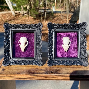 May include: Two small animal skulls are displayed in ornate black frames with purple velvet mats. The frames are on a wooden surface.