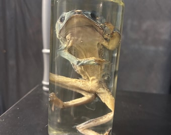 Wet specimen - Tree Frog