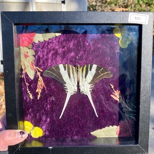 Framed Giant Swordtail Butterfly
