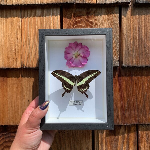 Framed Butterflies Etsy