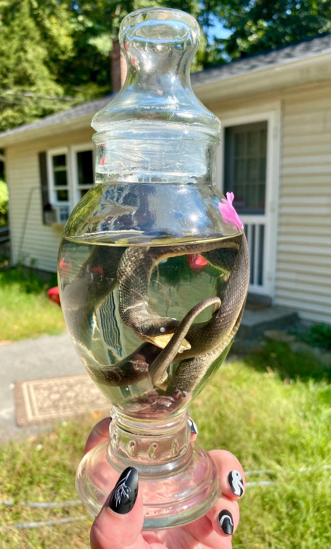 Wet specimen black african house snake etsy