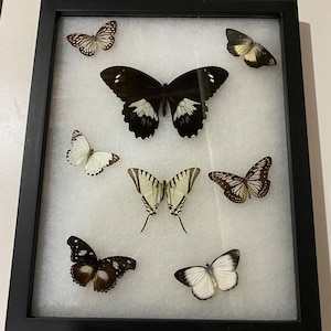 HUGE Butterfly frame - 8 Butterflies