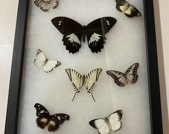 HUGE Butterfly frame - 8 Butterflies