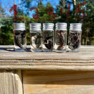 Wet specimens - XSmall lizards