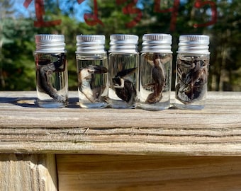 Spécimens humides - Petits lézards