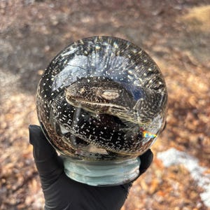 Nasses Exemplar - Juvenile Water Monitor