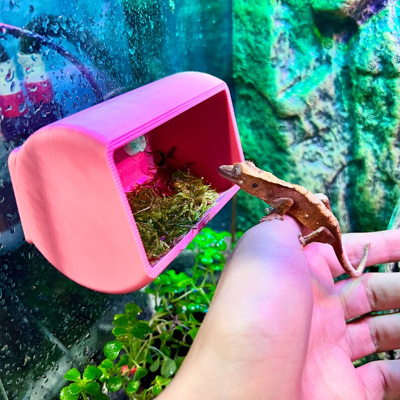 Gecko Hide With FREE MOSS Crested Gecko Ledge Reptile Etsy