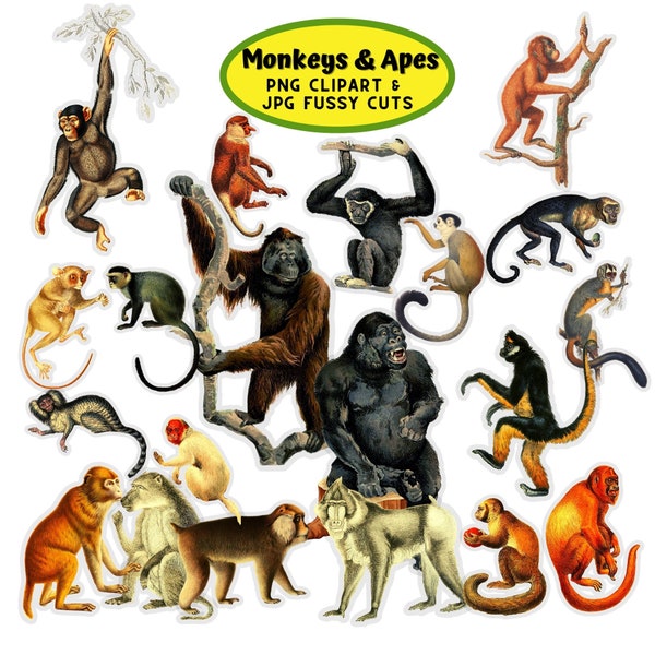 Monkey Ape Clipart Fussy Cuts Gorilla Chimp Illustrations PNG JPG Printable Images Ephemera Scrapbook Cards Journal Digital Download