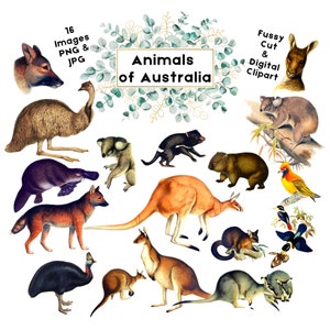 Australien Tiere Clipart Känguru Koala PNG & JPG Clipart Scrapbook Journal digitaler Download