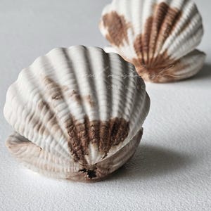 Handmade Shell Dish: Jewelry Ring Holder, Essential Oil Diffuser