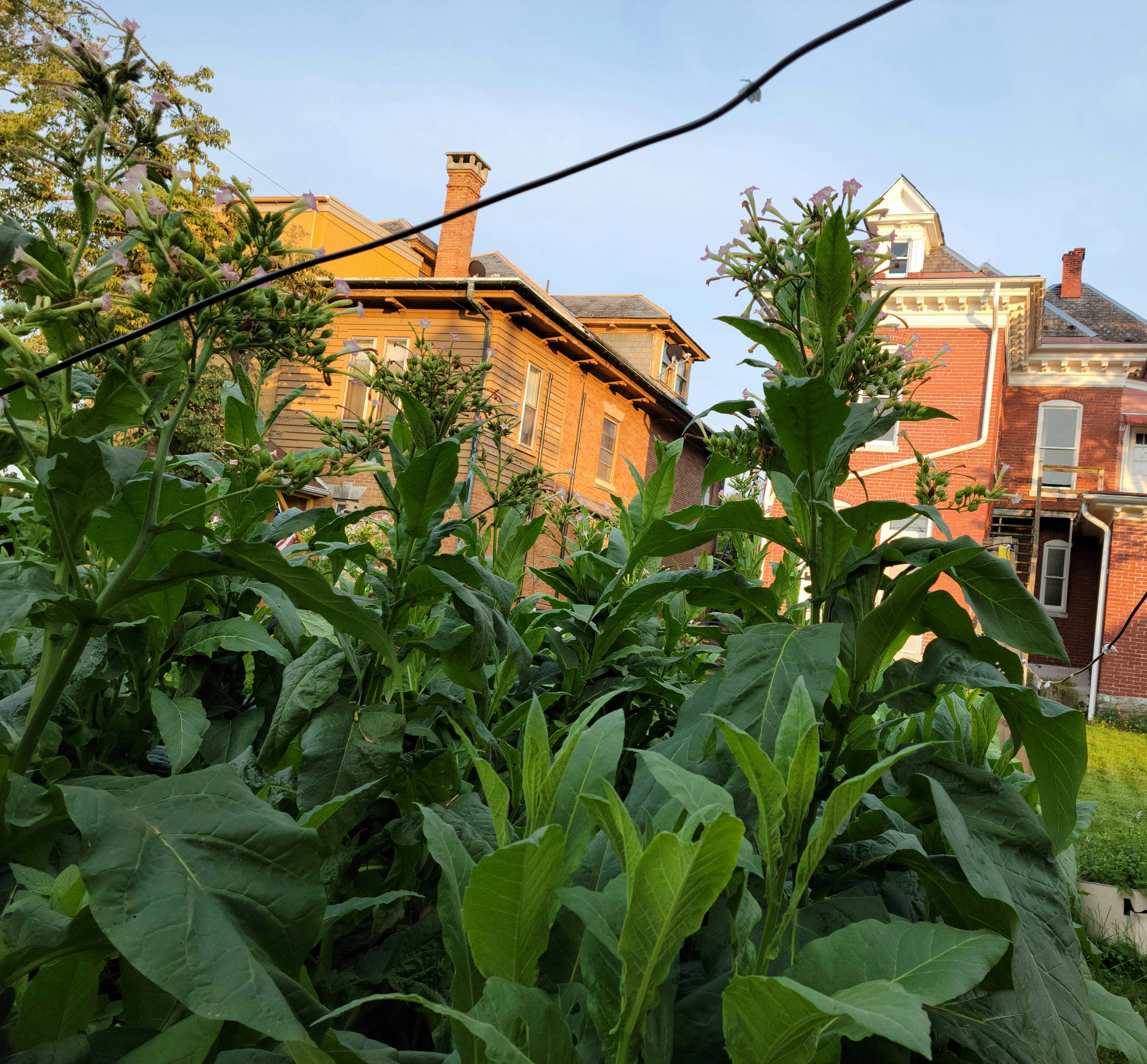 Black Mammoth Tobacco Seeds 4001000 Seeds per Package. Grown in PA. Etsy