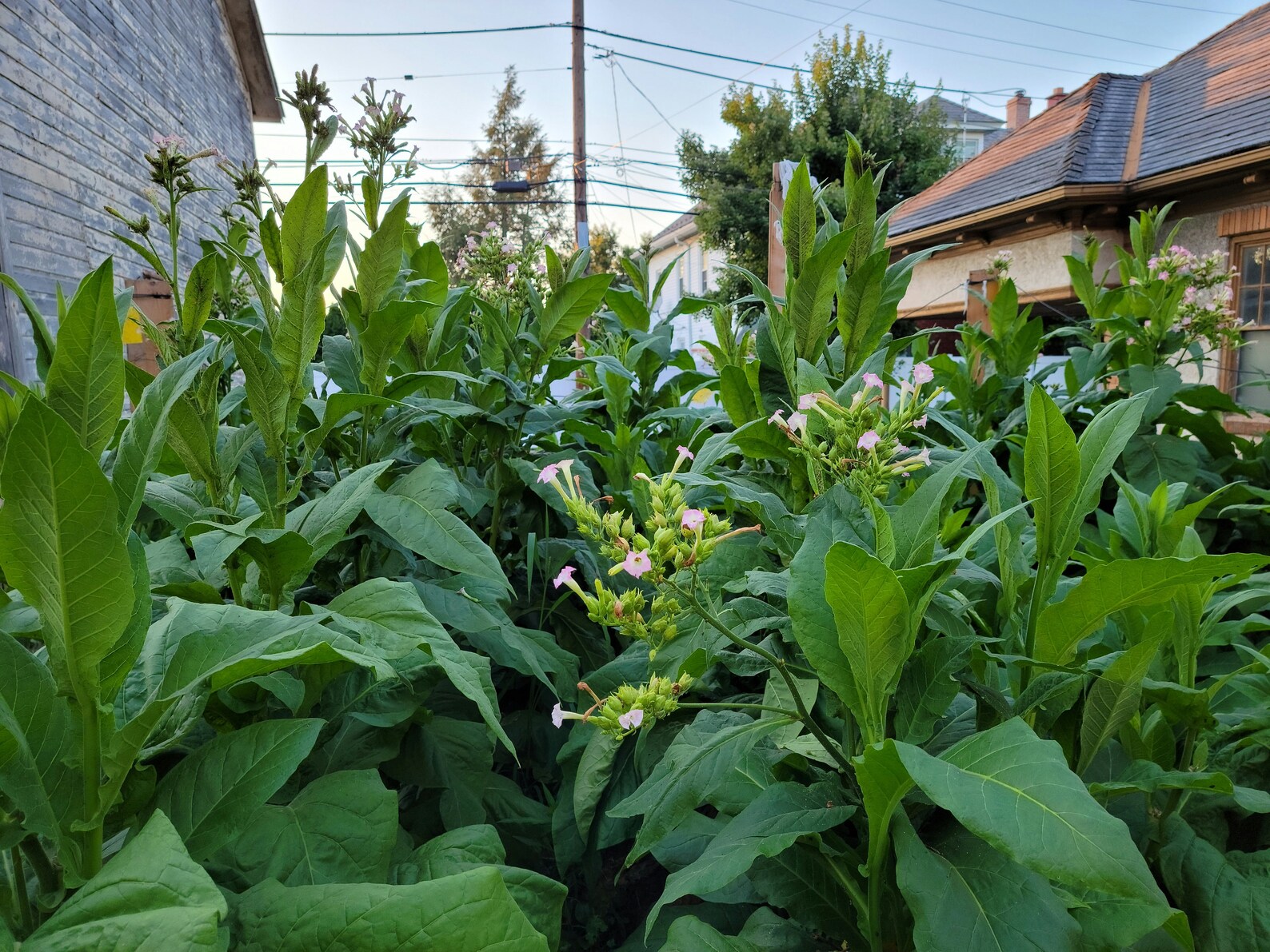 Black Mammoth Tobacco Seeds 4001000 Seeds per Package. Grown in PA. Etsy