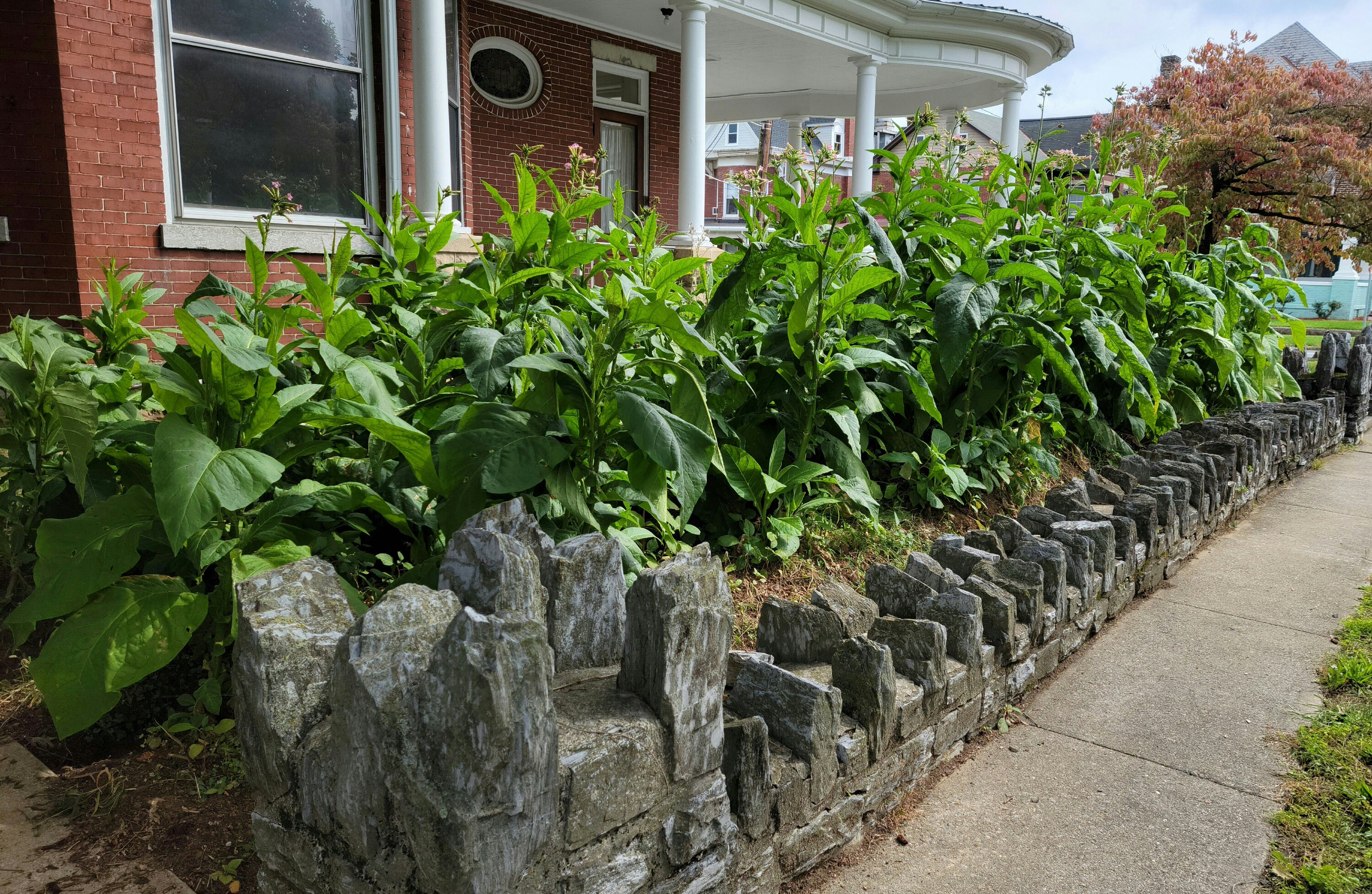 Black Mammoth Tobacco Seeds 4001000 Seeds per Package. Grown in PA. Etsy