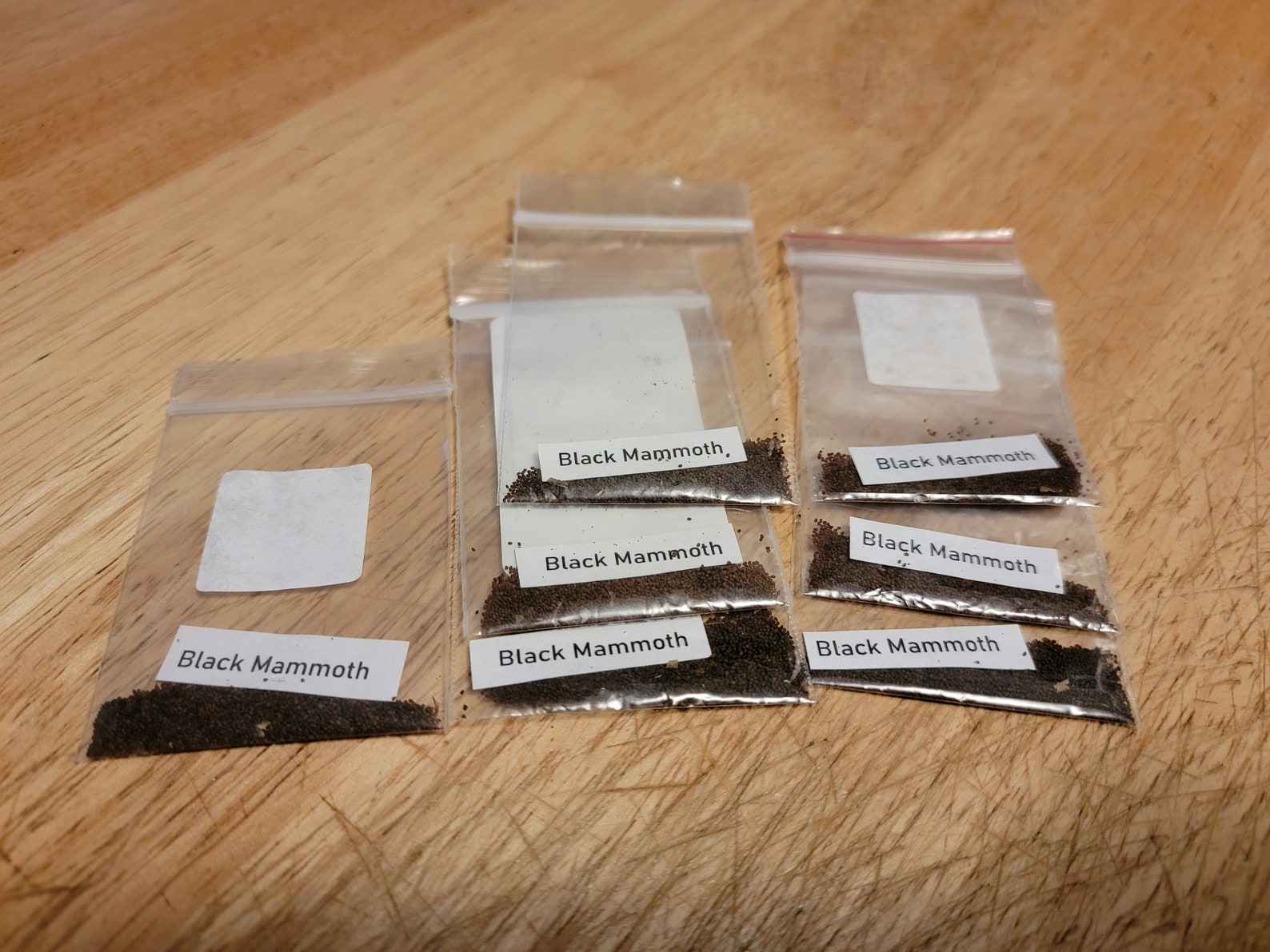 Black Mammoth Tobacco Seeds 4001000 Seeds per Package. Grown in PA. Etsy