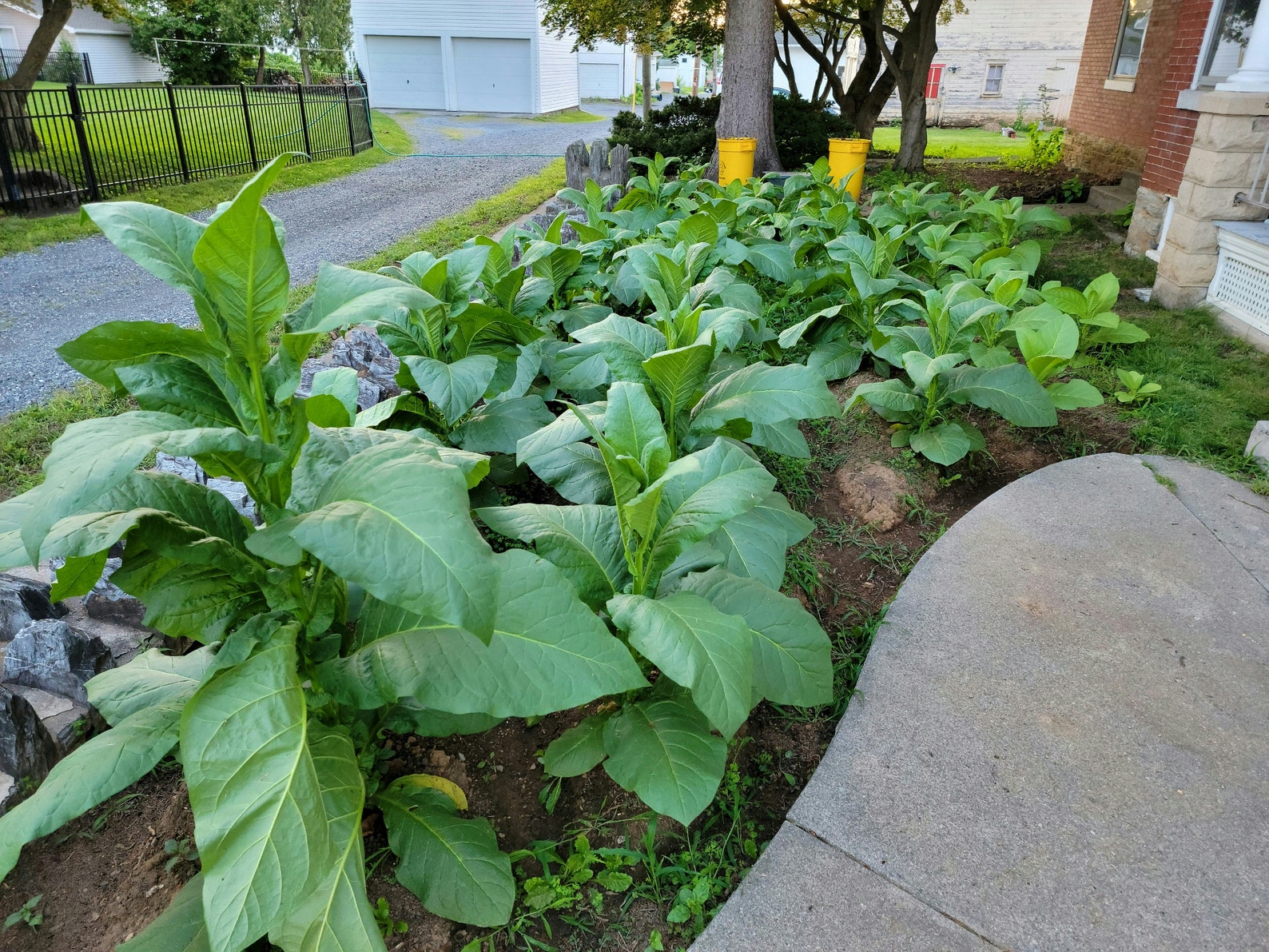 Black Mammoth Tobacco Seeds 4001000 Seeds per Package. Grown in PA. Etsy