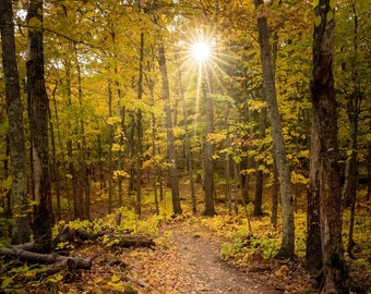Fall in the forest in Michigan’s upper peninsula | Michigan photo | Autumn Photo : Fine Art image/landscapes/art