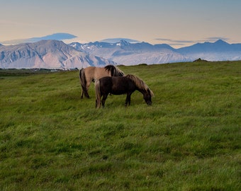 Icelandic Horse wall art | Iceland photography | Nordic Horse wall decor