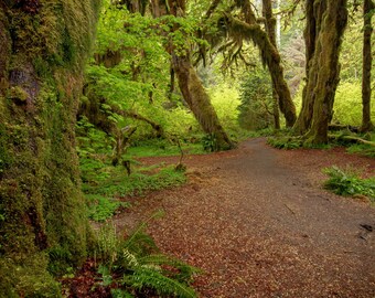 May include: A dirt path winds through a lush green forest with tall trees covered in moss. The path is lined with ferns and fallen leaves.