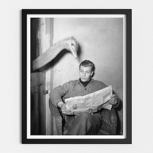 Vintage Photo Printable | Ostrich Reading a Newspaper | Funny Vintage Animal Photo | Black and White Art | Downloadable Prints
