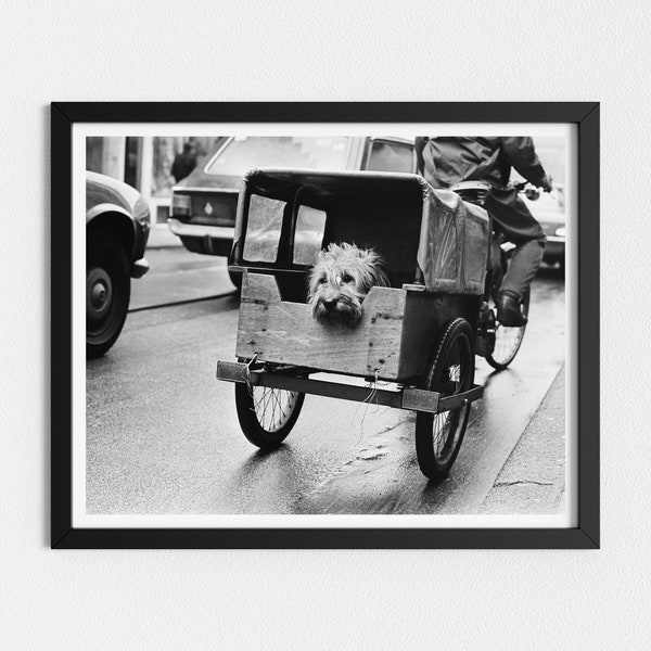 Vintage Photo Printable | Cute Dog Print | Funny Vintage Animal Photo | Black and White Art | Downloadable Prints