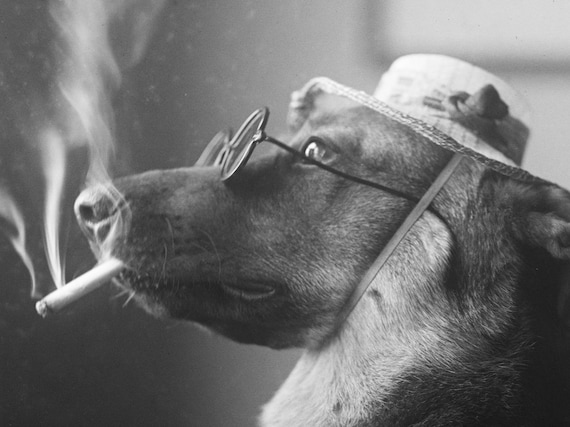 Vintage Photo Printable | Dog Smoking a Cigarette | Funny Vintage Animal  Photo | Black and White Art
