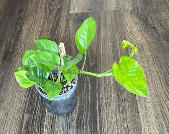 Lemon Meringue Pothos