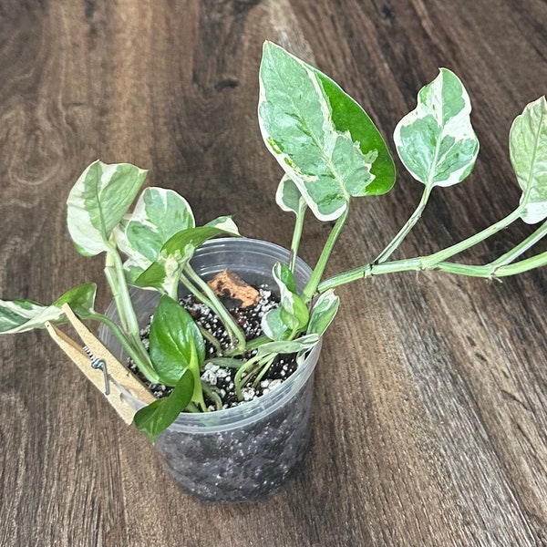 Pearls and Jade Pothos