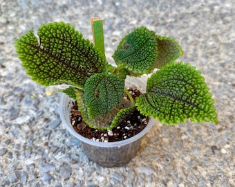 Pilea Moon Valley Live Plant | Friendship Starter House Plants | Rare  Houseplant Gifts | Indoor Outdoor Houseplants | Tropical Garden Gift - Etsy