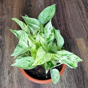 Marble Queen Pothos