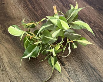 Philodendron Silver Stripe