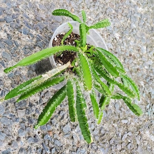 Dragon Fruit Plant