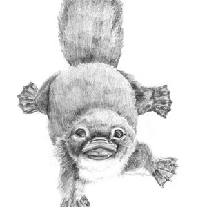 Platypus Art Print (Proceeds Donated to Wildlife Conservation)