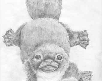 Platypus Art Print (Proceeds Donated to Wildlife Conservation)